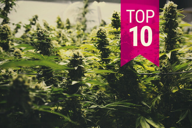 Las 10 variedades de marihuana más productivas (actualización 2026)