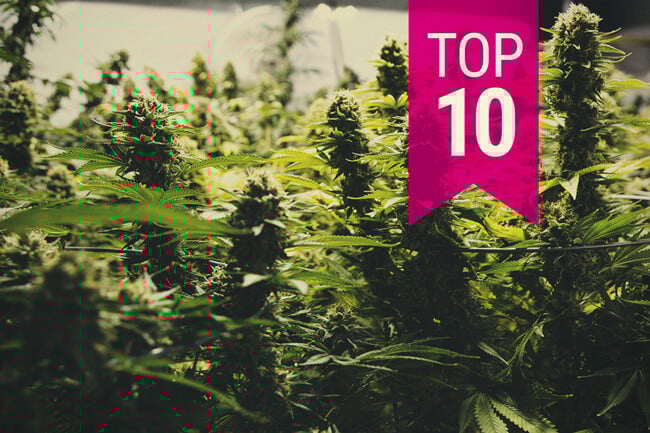 Las 10 variedades de marihuana más productivas (actualización 2025)