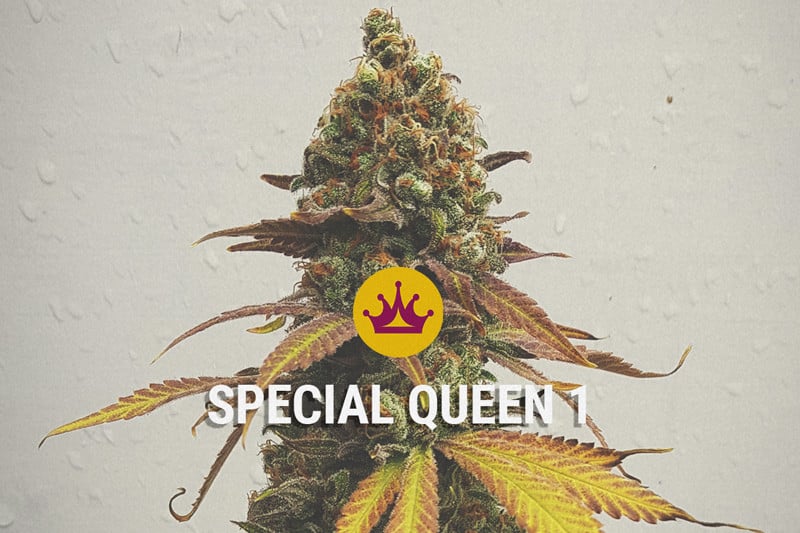 Special Queen: un subidón potente y equilibrado