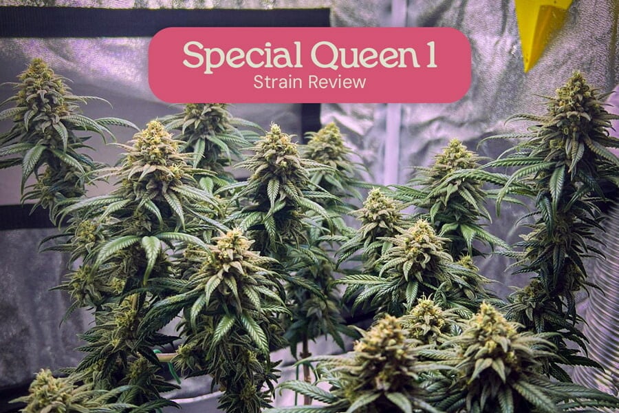 Análisis de la variedad Special Queen 1