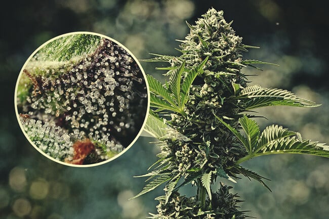 La importancia de los tricomas del cannabis