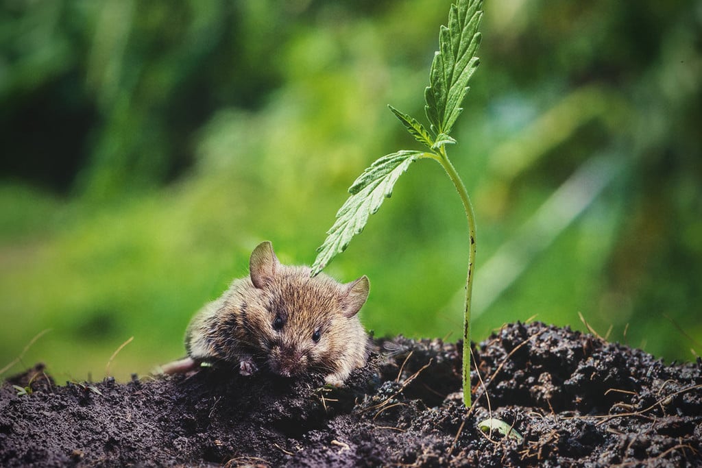 Cómo proteger las plantas de marihuana frente a ratas y ratones