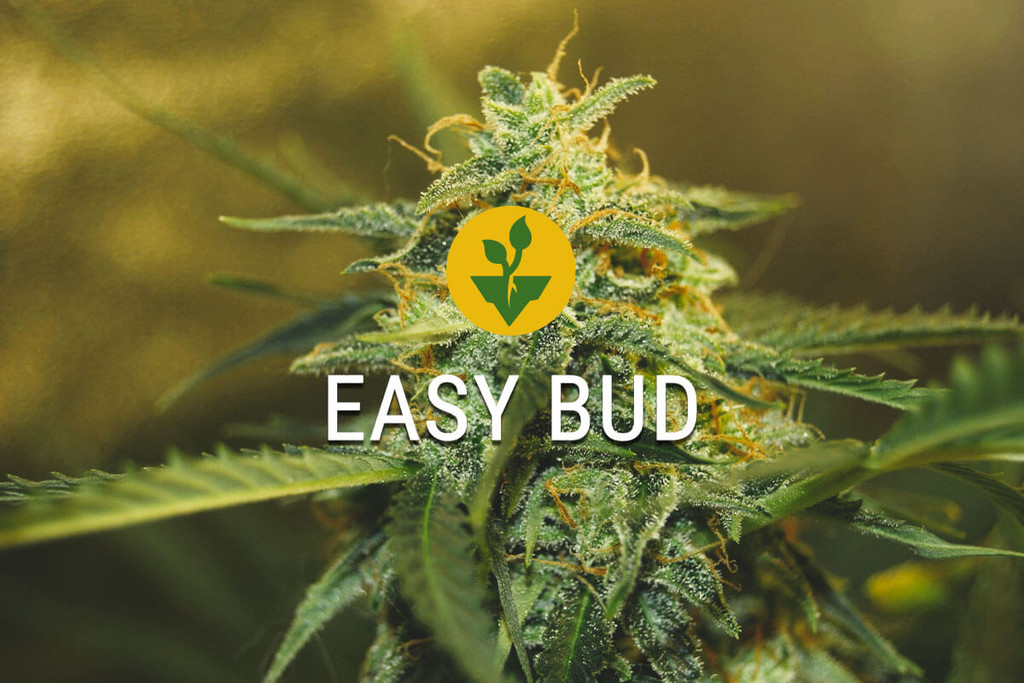 Easy Bud: empieza a cultivar cannabis de forma sencilla