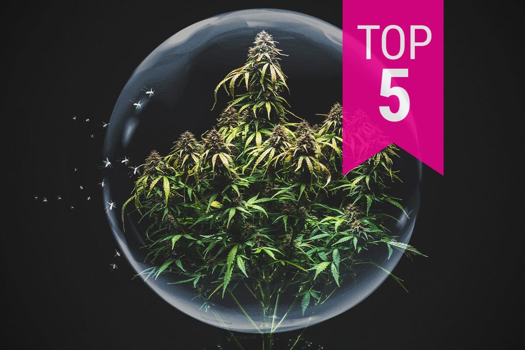 Las 5 variedades de marihuana más resistentes a las plagas