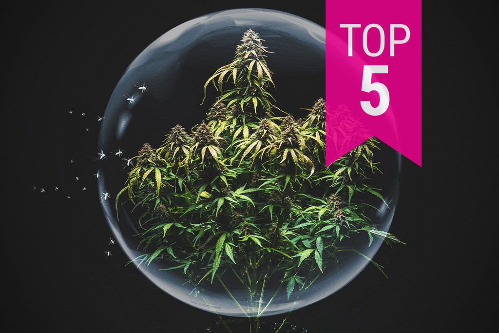 Las 5 variedades de marihuana más resistentes a las plagas