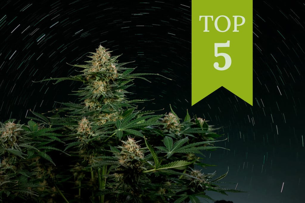 Top 5 de autoflorecientes ricas en THC de 2024