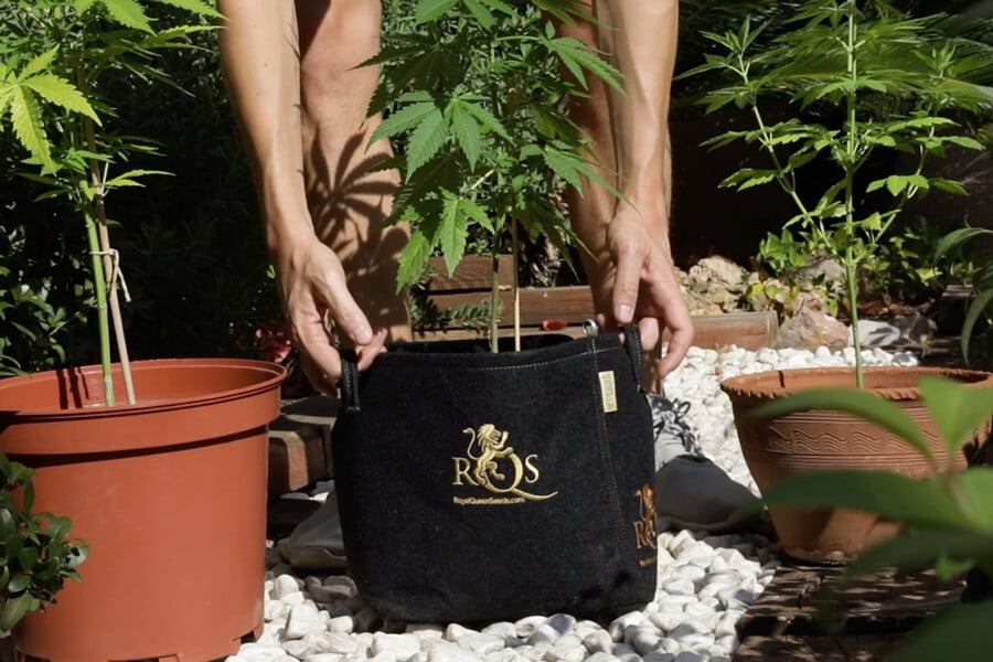 Los mejores tipos de maceta para cultivar marihuana