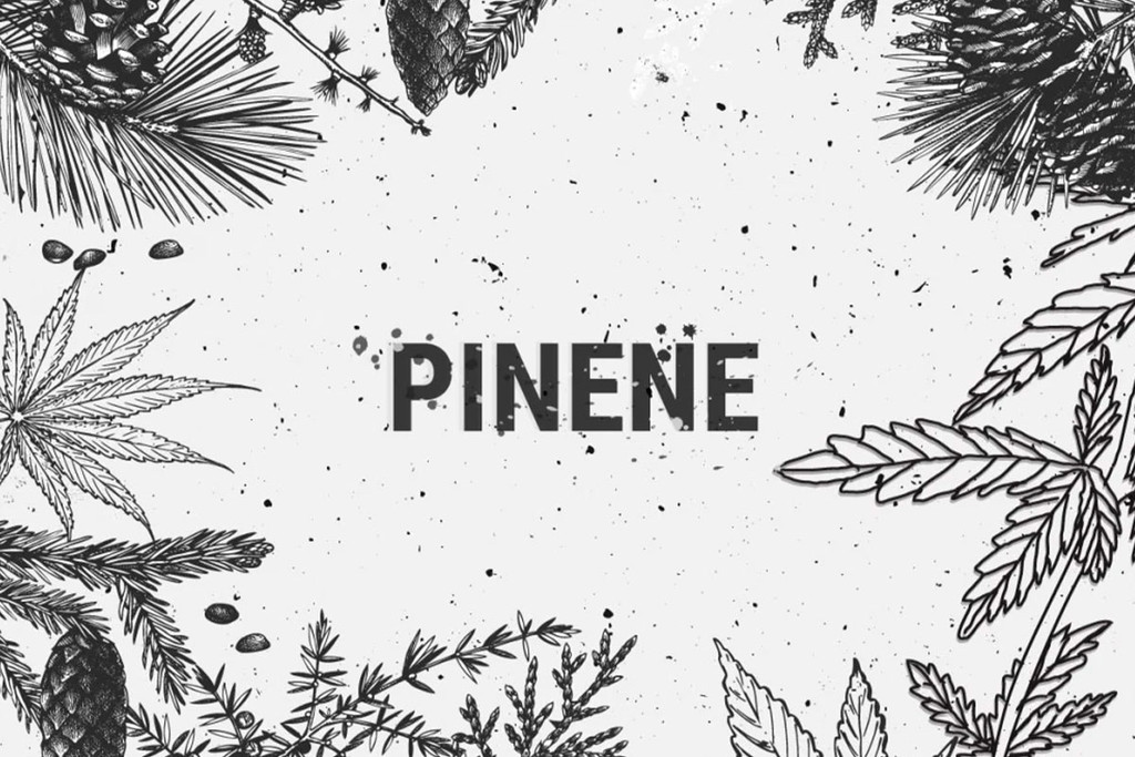 Beneficios de los terpenos del cannabis: el pineno