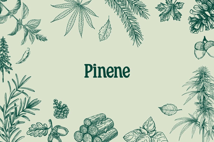 Beneficios de los terpenos del cannabis: el pineno