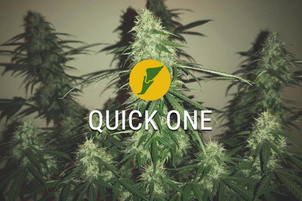 Quick One: la primera en la línea de meta