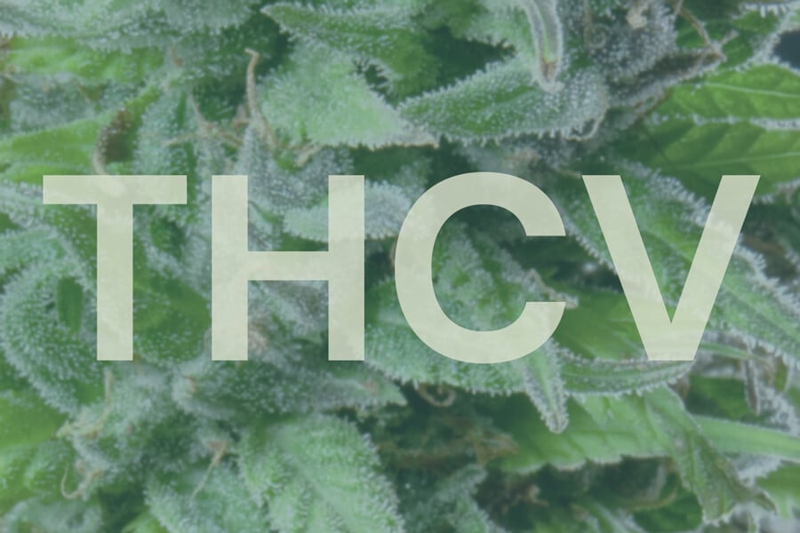 ¿Qué es el THCV y en qué se diferencia del THC?