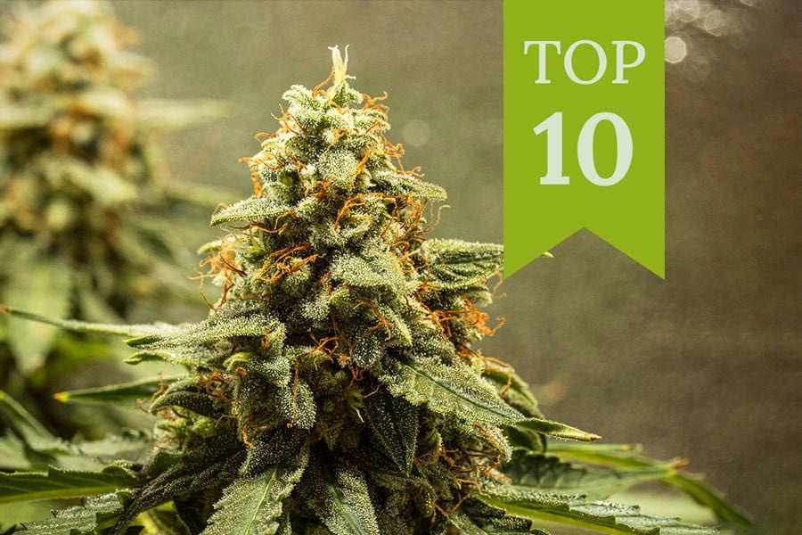 Top 10 de variedades de marihuana autoflorecientes