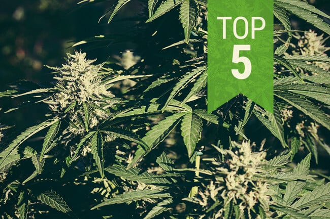 Top 5 de marihuana autofloreciente para cultivar en 2025 en climas cálidos