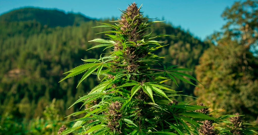 ¿Qué son las variedades de marihuana landrace (puras)?