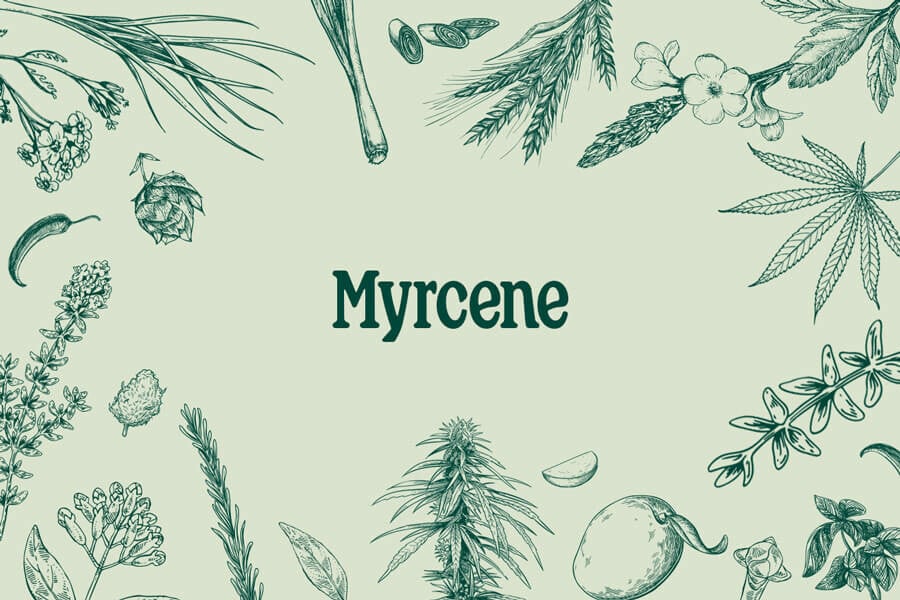 Mirceno: un terpeno abundante con sorprendentes propiedades