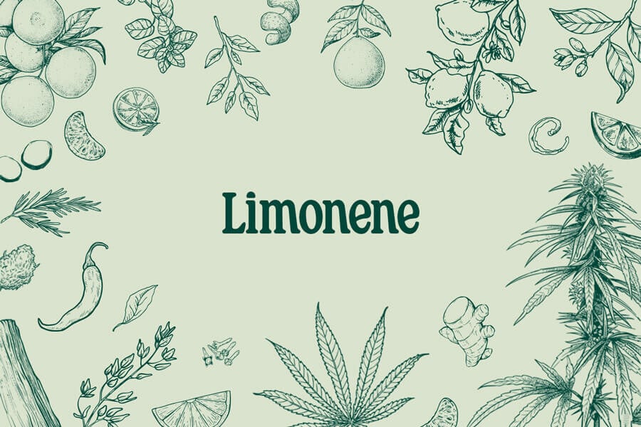 Limoneno: un terpeno medicinal, recreativo y delicioso