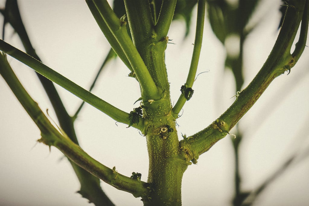 Cómo aprovechar los tallos de la marihuana