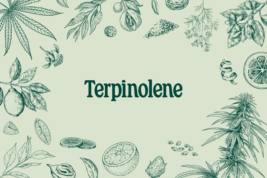 Terpinoleno: Familiarízate con este enigmático terpeno