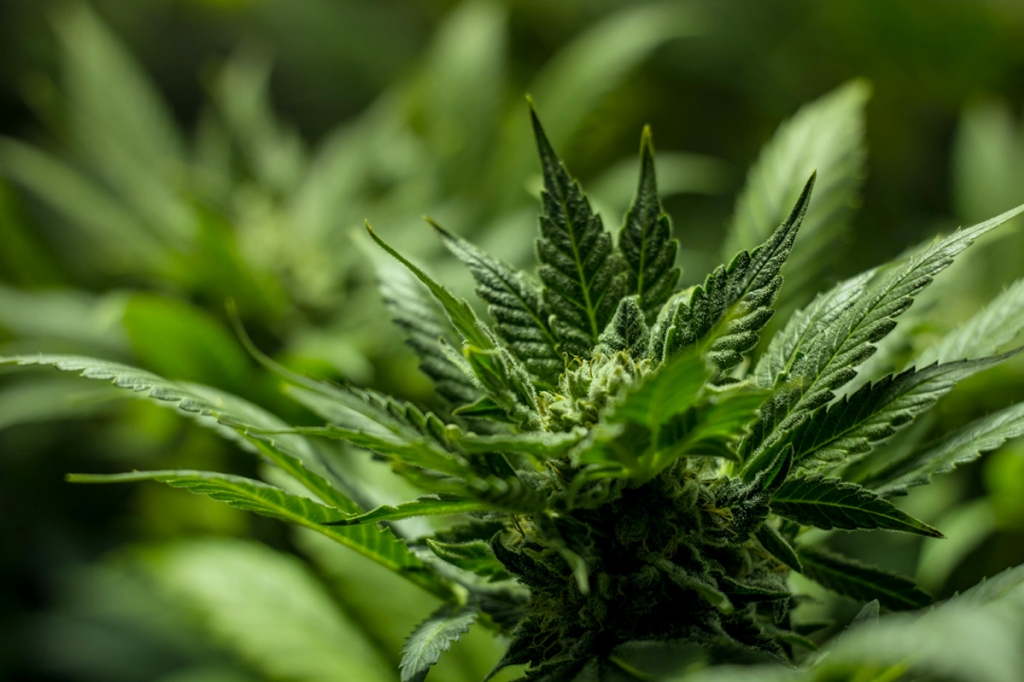 Qué hacer cuando tu marihuana de interior no florece