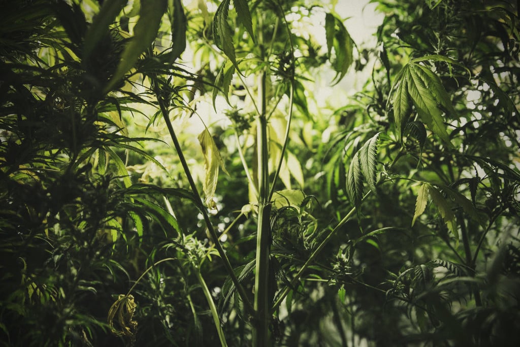Cómo controlar y prevenir el estiramiento en plantas de marihuana