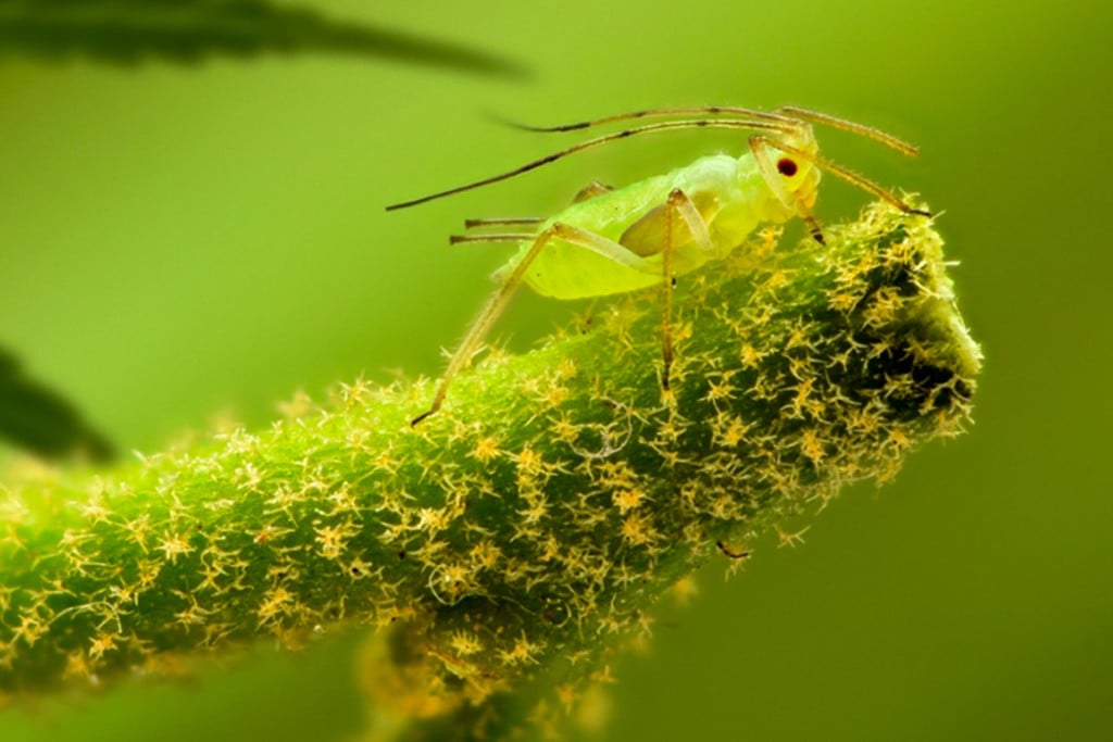 Aceite de Neem contra los Afidos