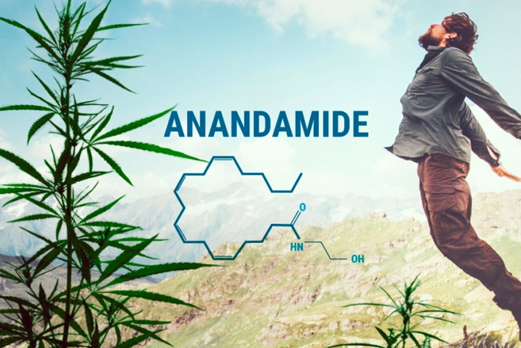 La anandamida y su relación con el THC y el CBD