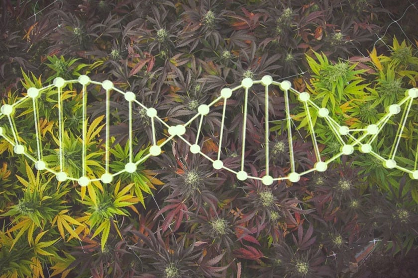 Crear y preservar genéticas de marihuana en casa