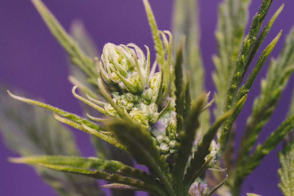 Plantas de marihuana: macho, hembra y hermafroditas