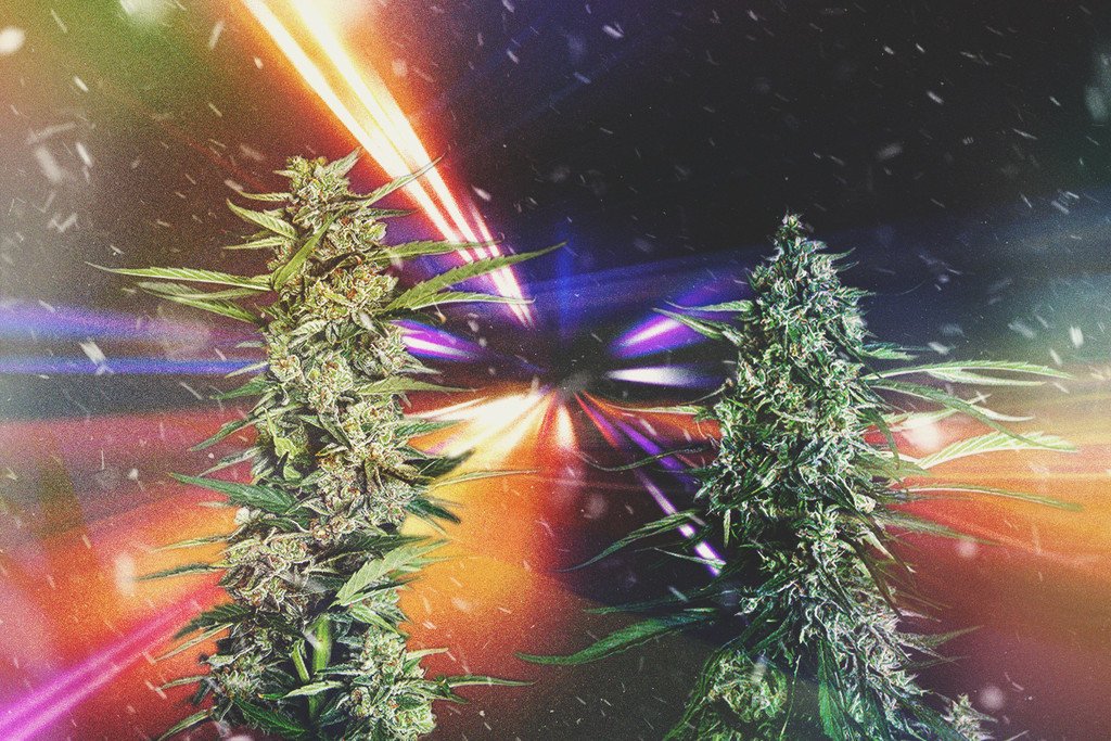 Las variedades de marihuana más rápidas para 2025