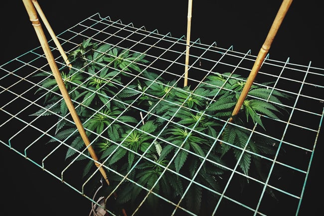Cultivando cannabis con el método SCROG (Screen of Green)