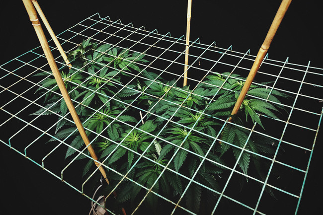 Cultivando cannabis con el método SCROG (Screen of Green)