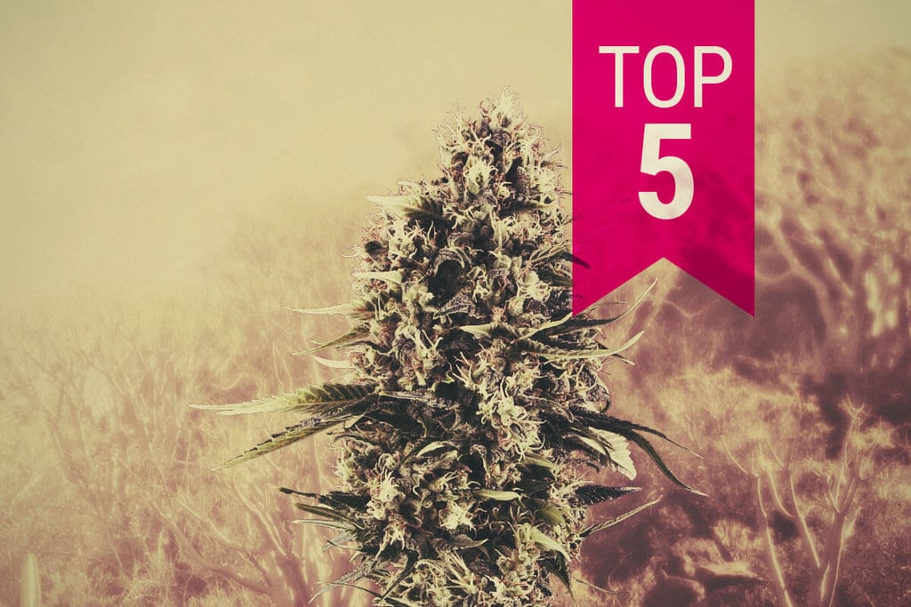 Top 5 variedades de marihuana sativa para climas cálidos