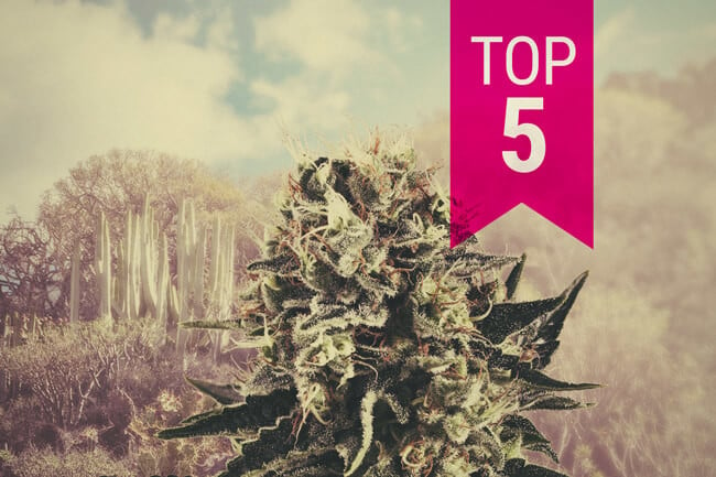 Top 5 variedades de marihuana índica para climas cálidos en 2024