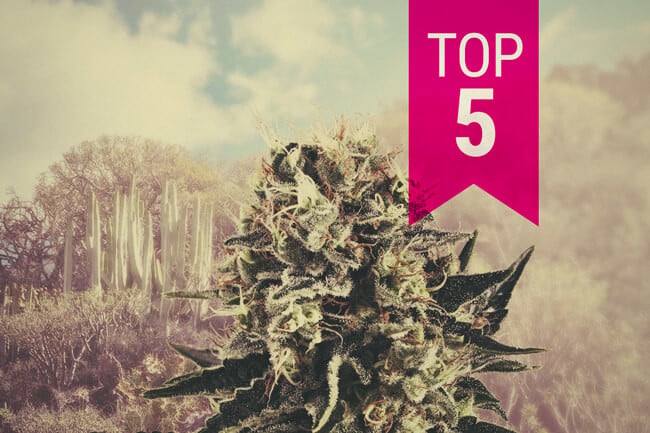 Top 5 variedades de marihuana índica para climas cálidos en 2026
