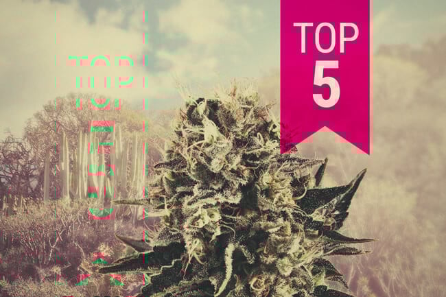 Top 5 variedades de marihuana índica para climas cálidos en 2025