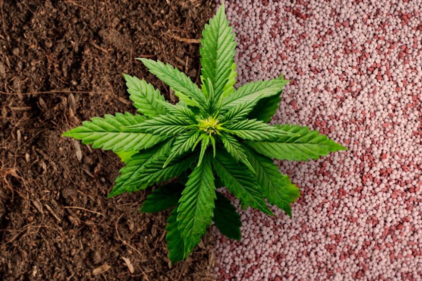 Fertilizantes para cultivar marihuana: orgánicos vs. sintéticos