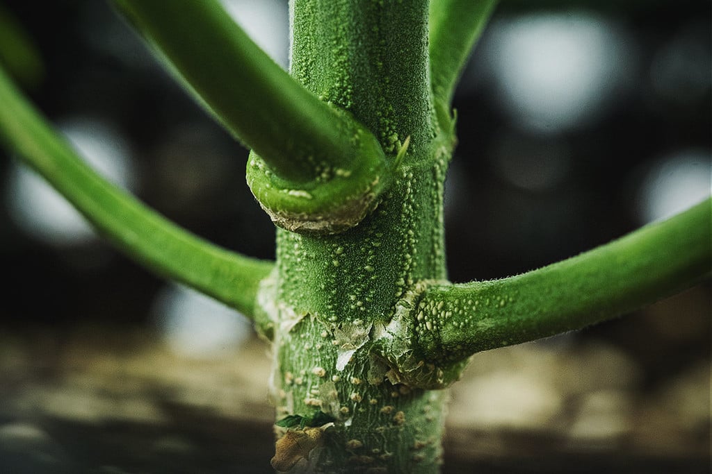 Anatomía de la planta de marihuana: nudos y entrenudos