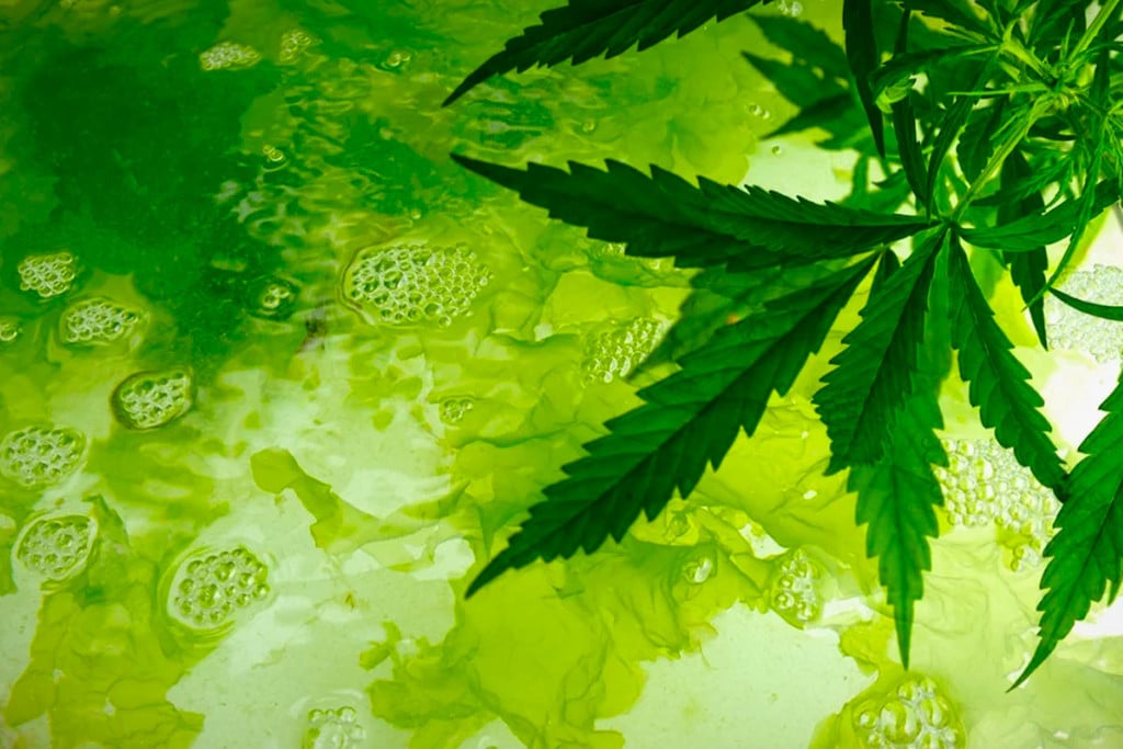 Detección y prevención de algas en el cultivo de marihuana
