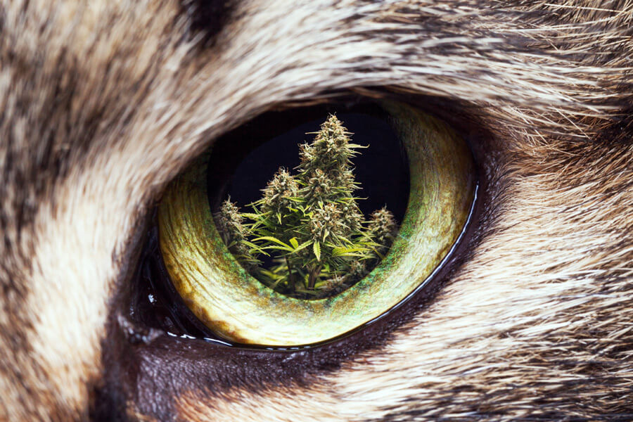 Cómo mantener a perros y gatos lejos de tu cultivo de marihuana