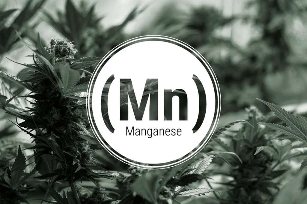 flota Sureste champán Soluciones para la deficiencia de manganeso en plantas de cannabis - RQS  Blog