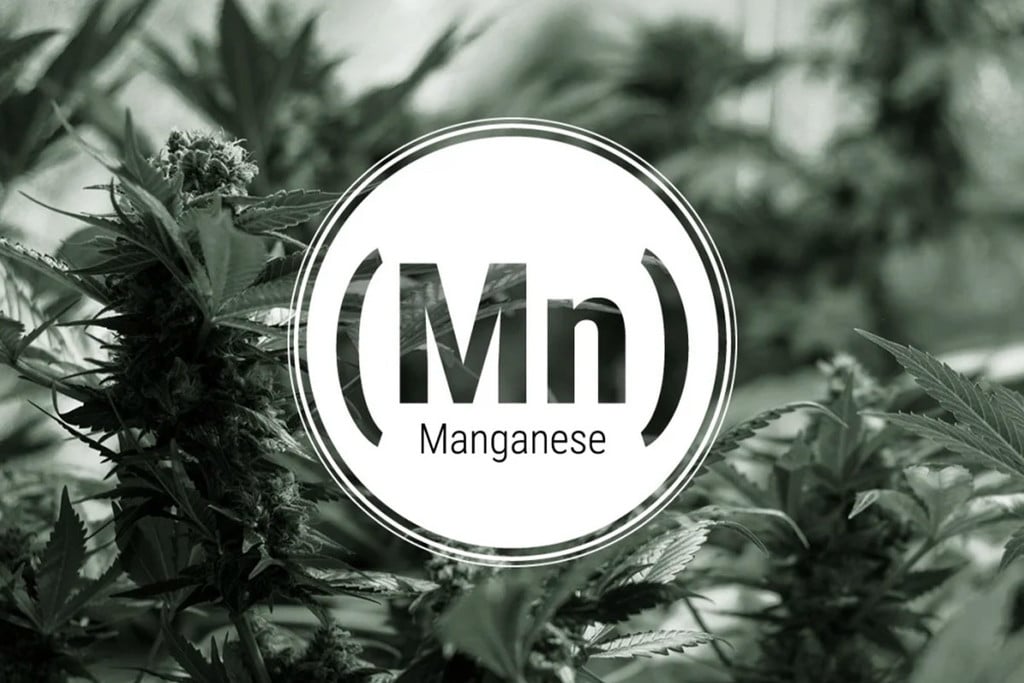 Deficiencia de manganeso en la marihuana: síntomas y soluciones