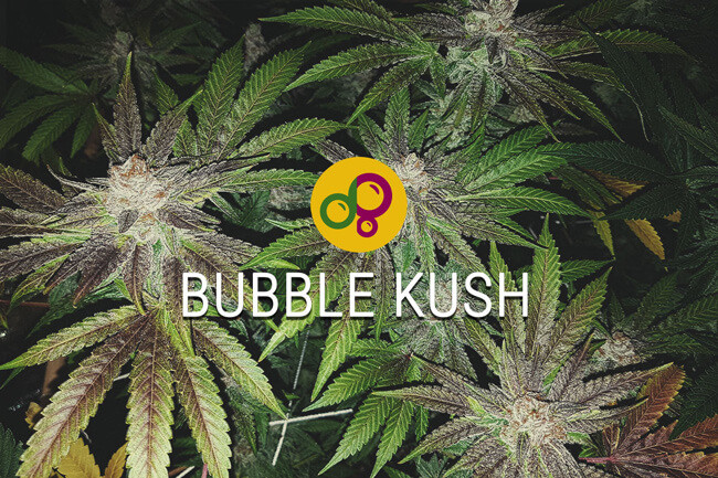 Bubble Kush: representando el legado del cannabis dulce