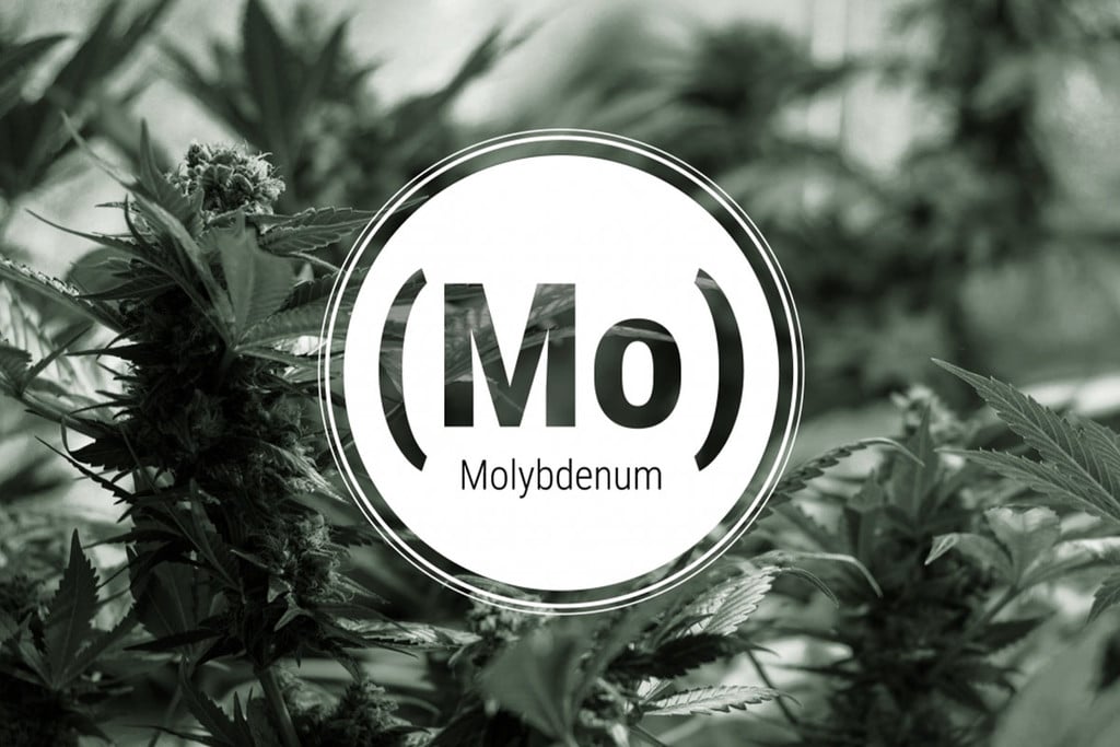 Deficiencia de molibdeno en plantas de marihuana