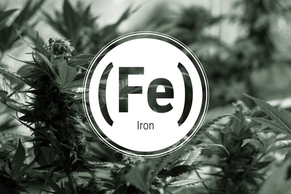 Deficiencia de hierro en plantas de marihuana