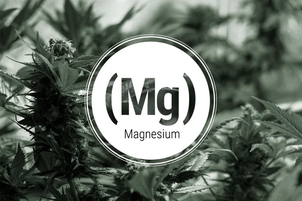 Deficiencia de magnesio en el cannabis: síntomas y soluciones