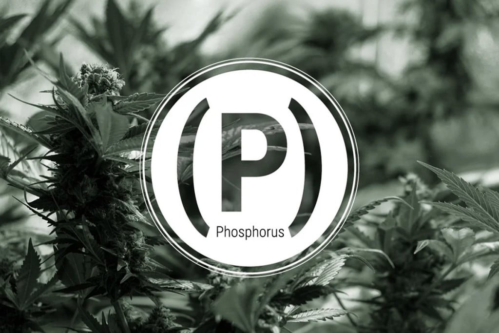 Deficiencia de Fósforo en Plantas de Marihuana