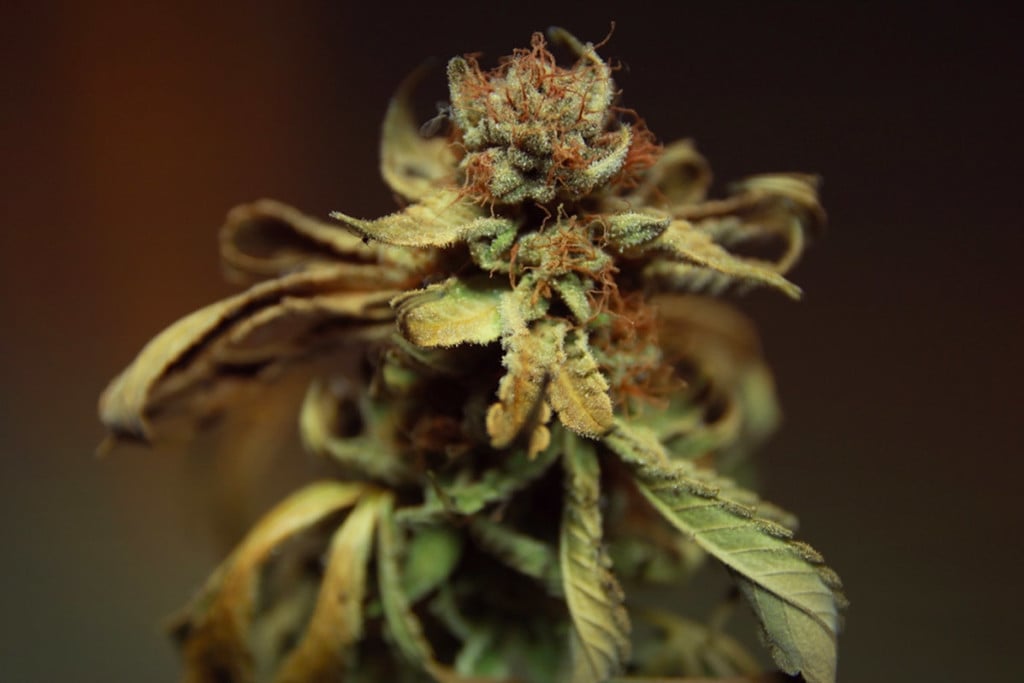 Cómo proteger tus plantas de marihuana de una infección por fusarium