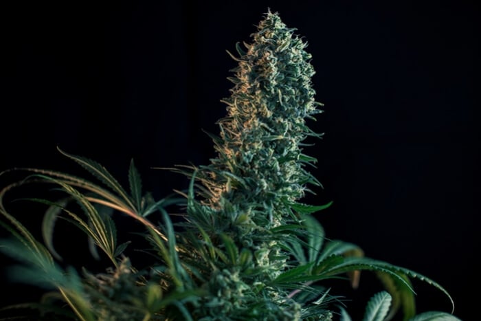 La fase de floración de la marihuana semana a semana
