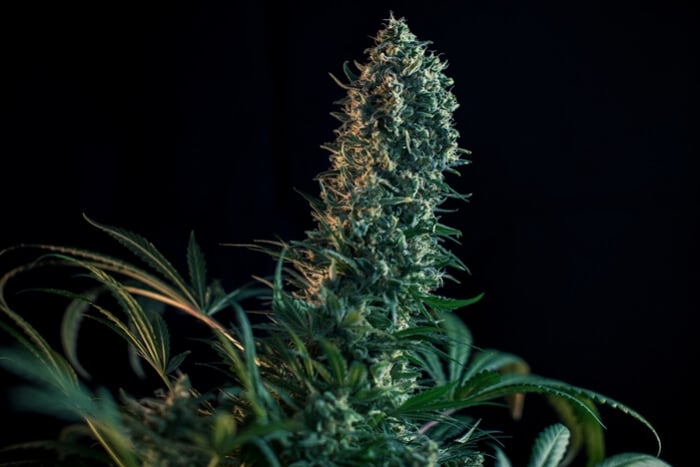 www.royalqueenseeds.es