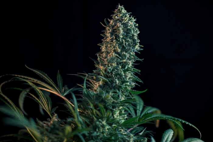 La fase de floración de la marihuana semana a semana